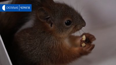Священник із Седнева прихистив дике білченя