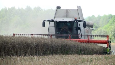 Комбайн молотить ріпак Комбайн молотить ріпак
