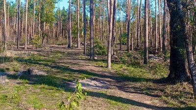 На Київщині знайшли гранату На Київщині знайшли гранату