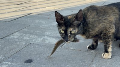Яким був тиждень в Миколаєві та області — у фото Яким був тиждень в Миколаєві та області — у фото
