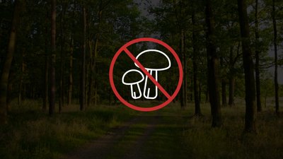 У медзакладах Волині з отруєнням грибами – четверо дорослих і дитина