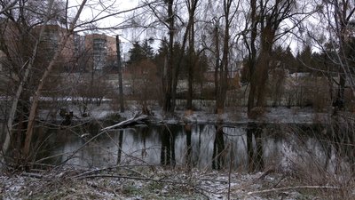 Бобри обгризають дерева у Рівному: чим це загрожує Бобри обгризають дерева у Рівному: чим це загрожує
