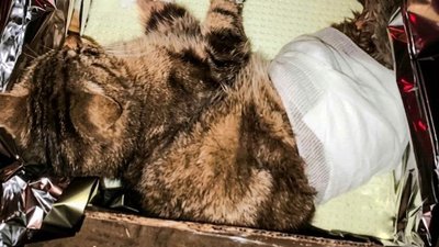Поранений кіт Тигрик