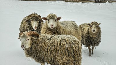 У скансені на Рівненщині вперше народилася пара ягнят У скансені на Рівненщині вперше народилася пара ягнят
