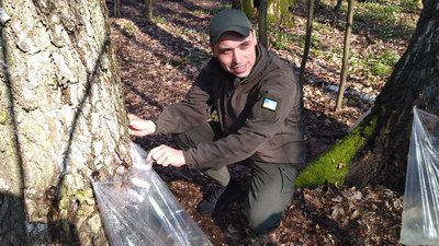 Кількість заготовленого березового соку на Волині зменшилася у п'ять разів