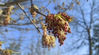 тернопіль, весна, 13 квітня 2026 року