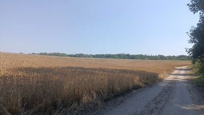 Пшеничне поле на Хмельниччині