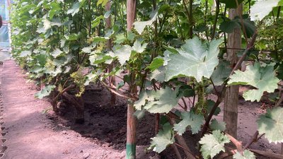 Вирощування винограду в теплиці Вирощування винограду в теплиці
