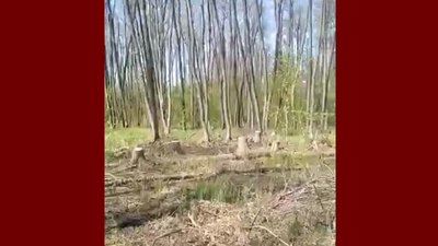 Лише в одному селі Херсонщини "чорні лісоруби" нарубали дрів на понад 12 мільйонів гривень