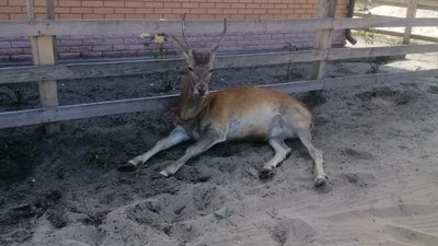 "Купається в ставку, гуляє та вертається": на Рівненщині мисливці виходили самотнє оленятко "Купається в ставку, гуляє та вертається": на Рівненщині мисливці виходили самотнє оленятко