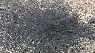 Знахідка місцевого жителя Знахідка місцевого жителя