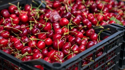 Черешня на центральному ринку