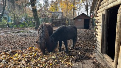 У Луцькому зоопарку готуються до зими: скільки грошей треба У Луцькому зоопарку готуються до зими: скільки грошей треба