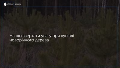 Понад 21 тисячу ялинок заготовили і продали державні лісгоспи області: на що потрібно звернути увагу при купівлі новорічного дерева