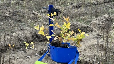 Висадка дубів Висадка дубів