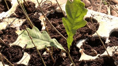 садять ліс