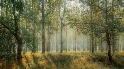 "Family Forest Fest" - на Херсонщині пройде перший лісний сімейний фестиваль "Family Forest Fest" - на Херсонщині пройде перший лісний сімейний фестиваль