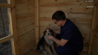 стерилізація тварин стерилізація тварин