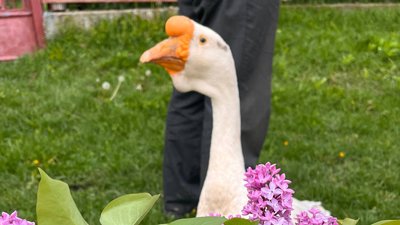 Гусак - друг людини Гусак - друг людини