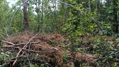 Незаконна вирубка деревини на Рівненщині