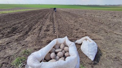 Цьогоріч на Волині картоплею засадять 80 тисяч гектарів землі