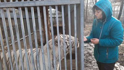 Блакитноокі чекають на поповнення: у Маріупольському зоопарку народиться малюк бенгальських тигрів Блакитноокі чекають на поповнення: у Маріупольському зоопарку народиться малюк бенгальських тигрів