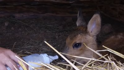 У харківському екопарку оселилася врятована поблизу деокупованої Балаклії козуля