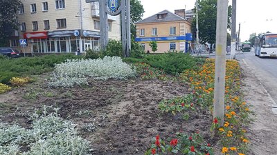 У Житомирі на квітниках вирвали понад 2000 квітів У Житомирі на квітниках вирвали понад 2000 квітів