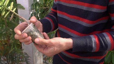 У Запорізькому ботанічному саду розквітло грошове дерево У Запорізькому ботанічному саду розквітло грошове дерево