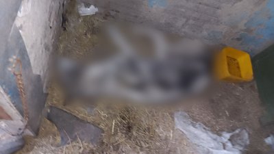 Одну врятували, іншу не встигли: на Чернігівщині волонтери забрали собак від власника, який морив їх голодом Одну врятували, іншу не встигли: на Чернігівщині волонтери забрали собак від власника, який морив їх голодом