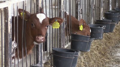 Фермерське господарство з Черкащини показало свою корову-рекордсменку Кісу Фермерське господарство з Черкащини показало свою корову-рекордсменку Кісу