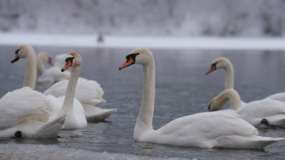 Лебеді, рятують, Дністер, озеро, Франківщина