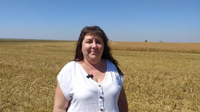 Незалежні від "зернової угоди": як просо допомагає аграріям на Миколаївщині Незалежні від "зернової угоди": як просо допомагає аграріям на Миколаївщині