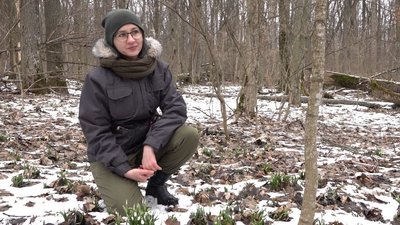 Туристів просять не їхати у Холодний Яр до підсніжників Туристів просять не їхати у Холодний Яр до підсніжників