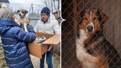 цуценята, БІМ