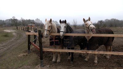 "Я вже думала, що ніколи їх не побачу": як живе "Зоодім" у Рябцях, що на Чернігівщині "Я вже думала, що ніколи їх не побачу": як живе "Зоодім" у Рябцях, що на Чернігівщині