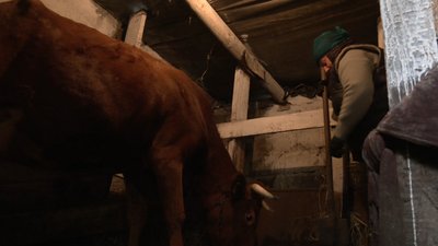 Кількість корів у приватних домогосподарствах Черкащини за 2022 рік зменшилася на дві тисячі: в чому причина Кількість корів у приватних домогосподарствах Черкащини за 2022 рік зменшилася на дві тисячі: в чому причина