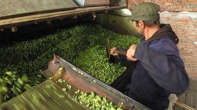 Сушать хміль вдвічі довше, ніж завжди Сушать хміль вдвічі довше, ніж завжди