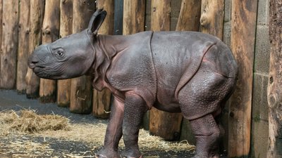 У британському сафарі-парку вперше народилось дитинча індійського носорога
