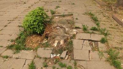 У Житомирі не можуть замінити плитку біля обласної бібліотеки – чекають відповіді від облради