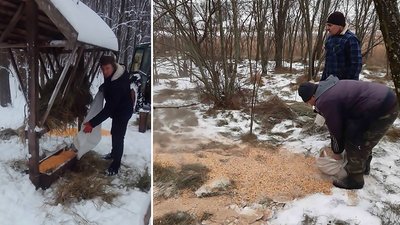 На Кіровоградщині підгодовують диких мисливських тварин На Кіровоградщині підгодовують диких мисливських тварин