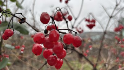 Калина