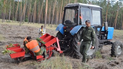 "Мільйон дерев за добу": на Черкащині висадили сосни та дуби