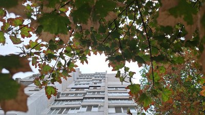 Осіннє листя