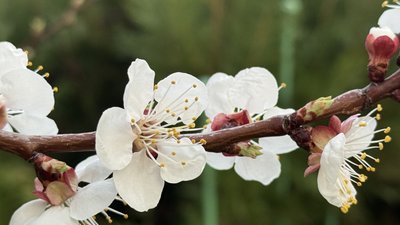 Гілка фруктового дерева 