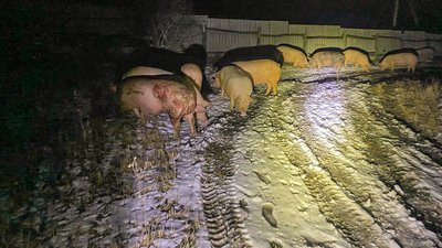 Свині Лиман Вовчанськ Свині Лиман Вовчанськ
