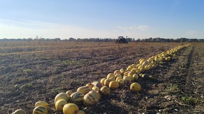 Фермери збирають урожай гарбузів на Черкащині Фермери збирають урожай гарбузів на Черкащині