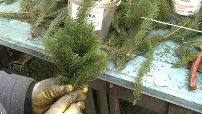 Волинська родина майструє новорічні дерева з гілок хвойних дерев Волинська родина майструє новорічні дерева з гілок хвойних дерев