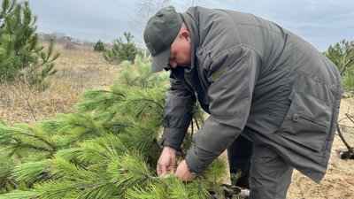 Сергій Завгородній встановлює бирку на хвою. Сергій Завгородній встановлює бирку на хвою.
