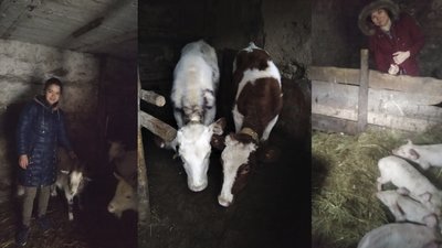худоба у селі худоба у селі